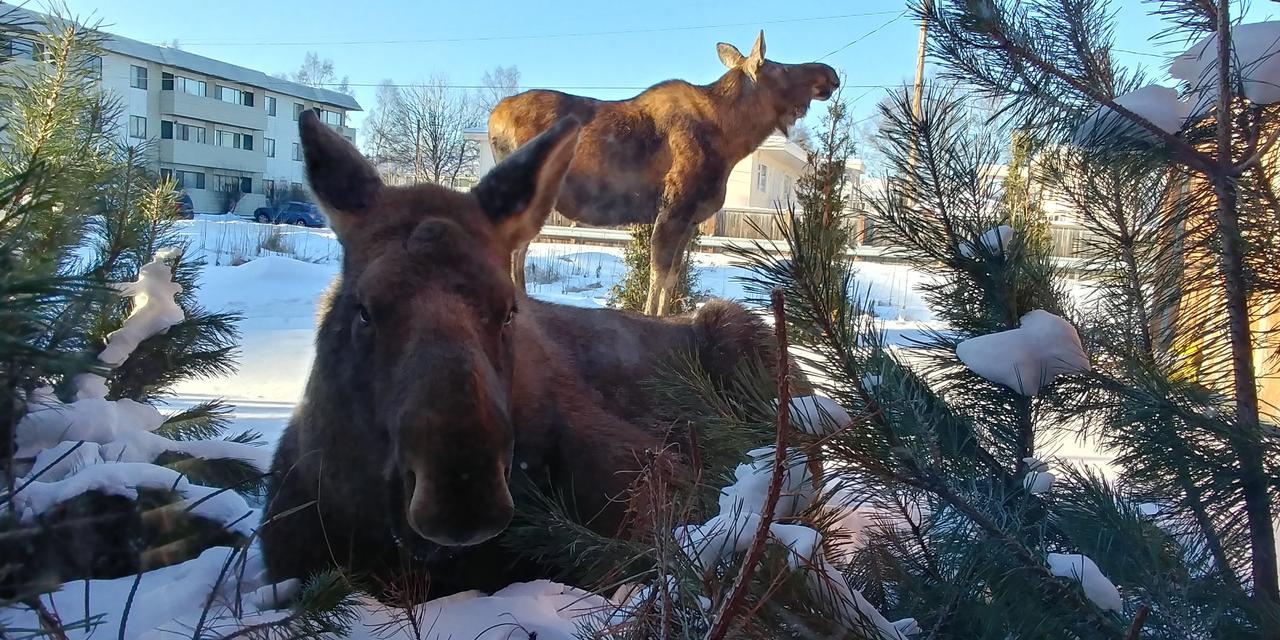 Arctic Adventure Hostel Anchorage Luaran gambar