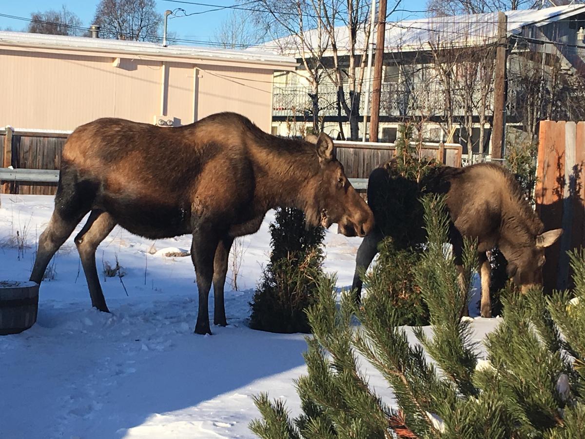 Arctic Adventure Hostel Anchorage Luaran gambar